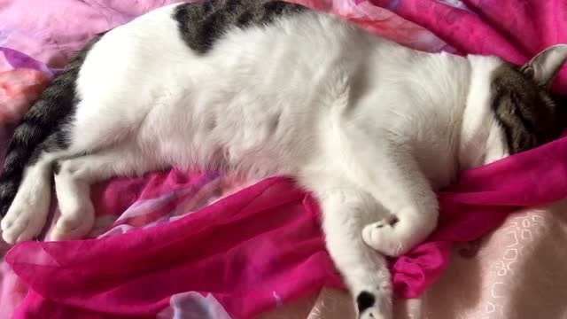 猫咪睡觉还要把头藏在纱巾里面,遮光?