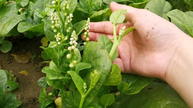 原来木耳菜的花是长这样?趁还没有完全开花,赶紧摘了几把嫩嫩的