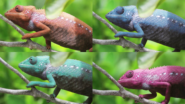 变色龙,各种惊奇的变换颜色