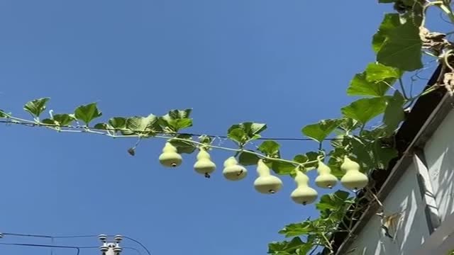 一根藤上七个娃,等待葫芦娃兄弟出世的一天,难道要等爷爷来?