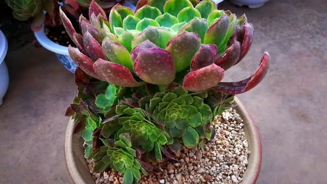 云南极品多肉植物:法师锦的代表之作嘉年华,确实很美!