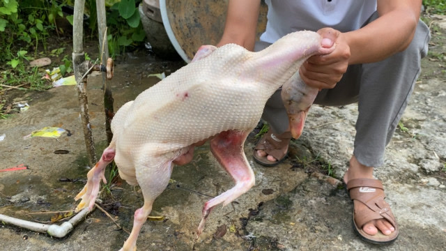 鸭子怎样拔毛才更快,农村小伙教你这一招,拔鸭毛又快又干净