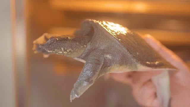 日本美食 | 至尊甲鱼料理,用餐的感觉就像活在漫画里