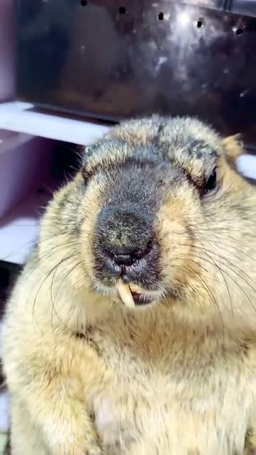 板牙不愧是最有气质的土拨鼠,接下来的一幕,真是迷倒万千美少女