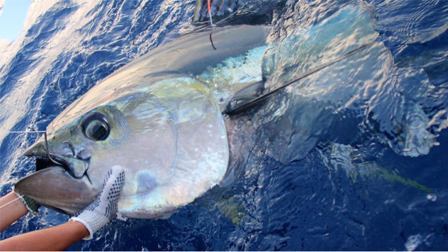 惊人!巨大的蓝鳍金枪鱼,深海捕获大鱼!
