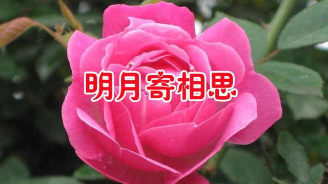 划过的泪水,化成相思的雨_让泪化成相思雨下载_让泪化成相思雨 qq个性签名