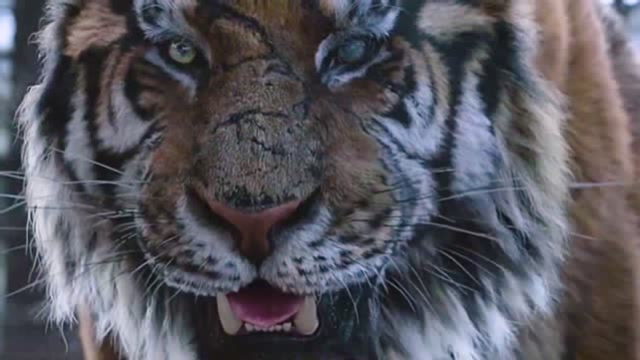 韩国电影《大虎》:战争时期最后一只虎王,这特效简直太逼真了!