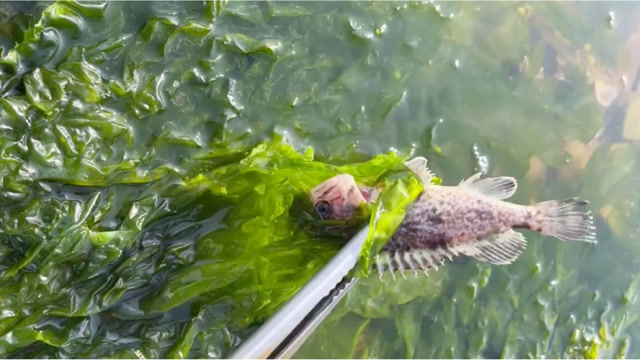 大海裙带菜里面找海鲜收获不少