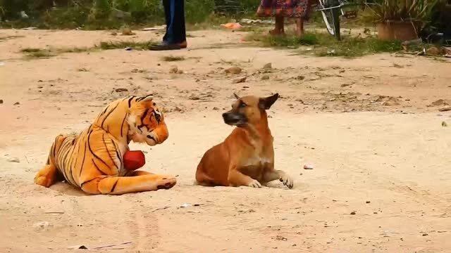 假老虎把狗吓得一直跑一直叫!假老虎搞笑视频