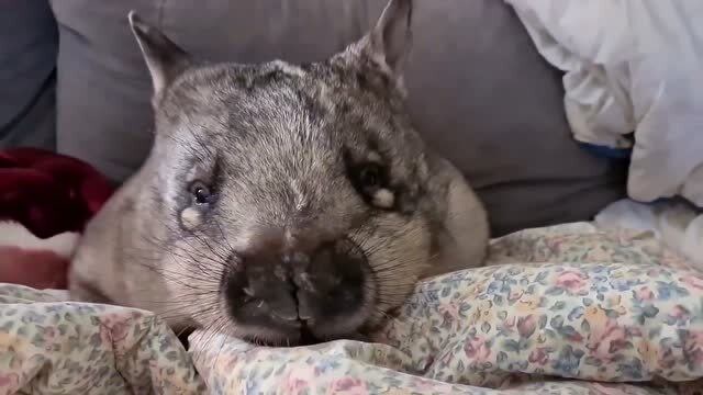 科学家刚刚发现的新物种,袋猪