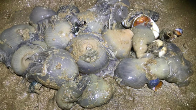 海葵能吃?小伙赶海挖一堆像个萝卜头,好多人抢着挖可不便宜