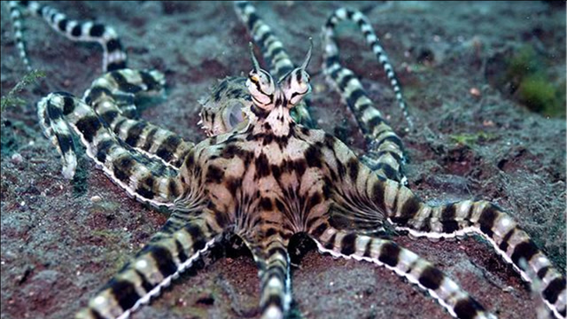 比变色龙还强的伪装大师海洋里超会变身伪装的5种动物