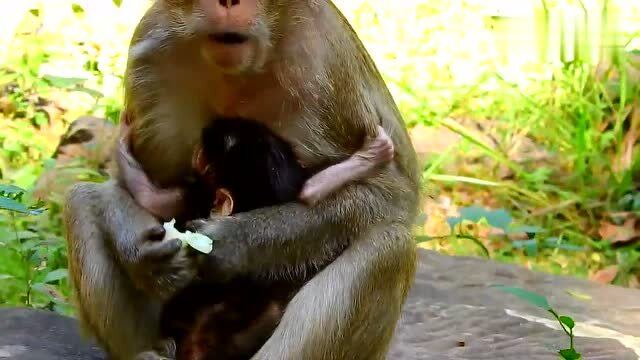 真的!猴妈妈抓公猴的时候尿出来了,真的好巧!
