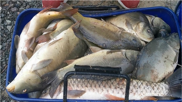 鱼钓到爆护爆箱这渔获根本就拎不动