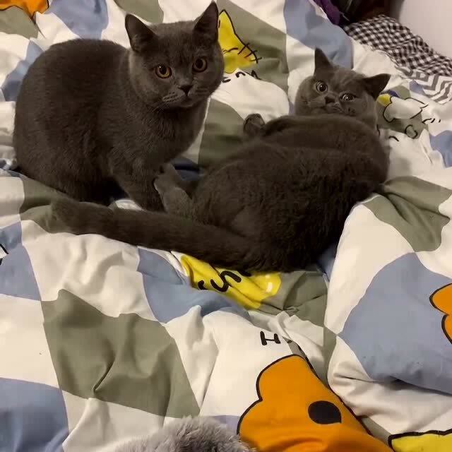 网友:这个禽兽,它可是公猫啊