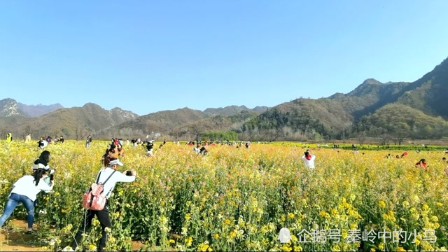 长安区古观音禅寺东边,有片彩色油菜花,大家来赏花拍花吧!