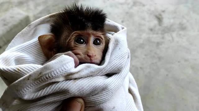 断尾猴3印尼猴主嫌小猴子尾巴太长03