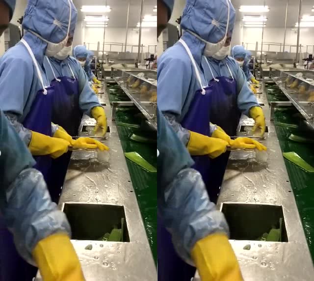 芦荟胶加工厂的流水线,原来真的是芦荟制作的,以后买就放心了