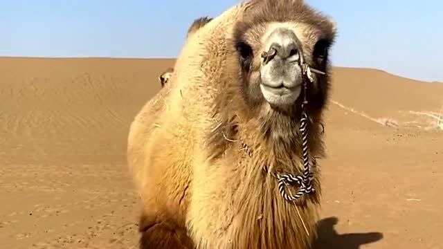小骆驼过沙漠图片