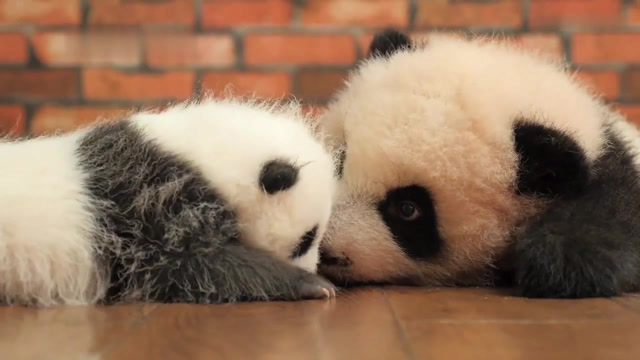 熊猫宝宝: 某熊从小就会调戏良家小熊!还在单身的那些要好好学一下