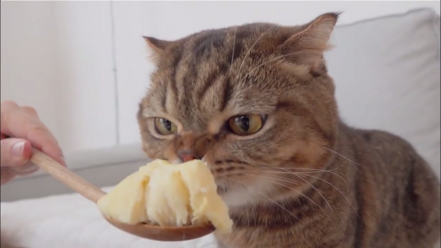 主人喂猫咪吃榴莲,喵星人的表情让人笑出了猪叫声!