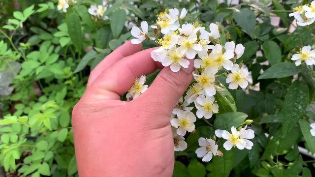 山木香开花是什么样的?今天近距离给大家拍一下