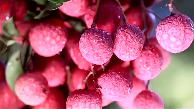 化州荔枝政策解读