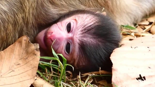 刚出生的小猴肯定是饿了,张大了嘴巴,超级可爱!