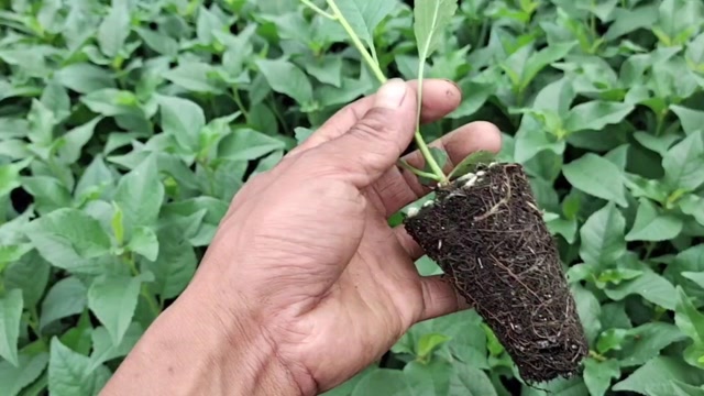 吉塞拉12号樱桃砧木优缺点