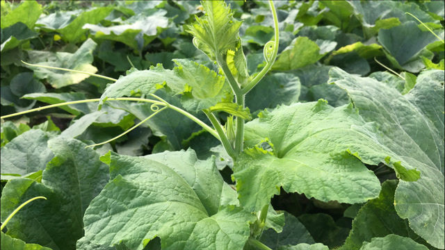 南瓜头又叫"盘肠草",70岁老农告诉你,比南瓜还值钱!