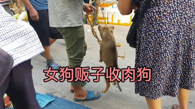 女狗贩子非常厉害,单手就把小狗吊起来,狗狗直接"吓傻了"