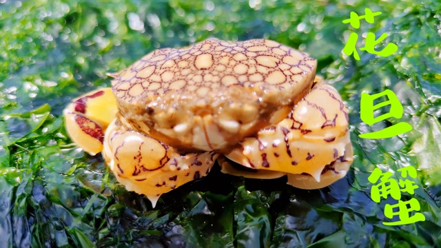 阿东夜里赶海,发现渔网上好多花旦蟹,还有超大的海葵