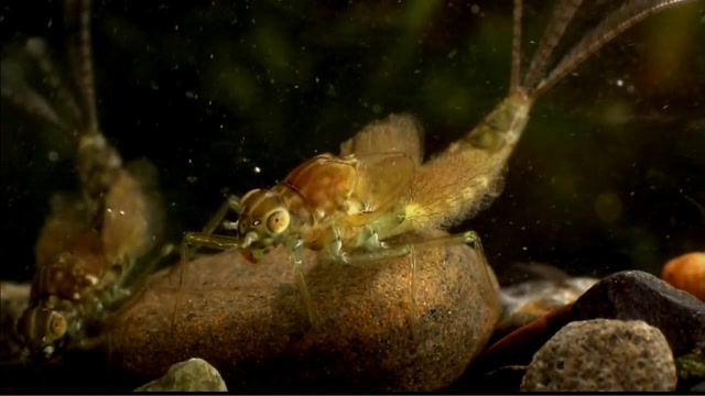 中国古人说蜉蝣朝生暮死,但它幼虫期间能在水下存活2年之久!