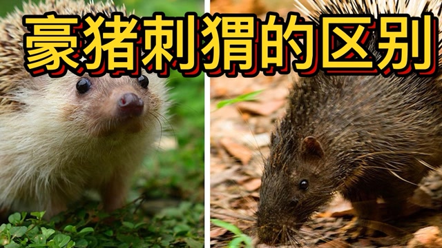 豪猪和刺猬有啥区别看完长见识了知识π计划知识抢先知