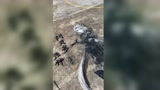 原神：阿贝多渴望知识与星空，但不希望被改变！