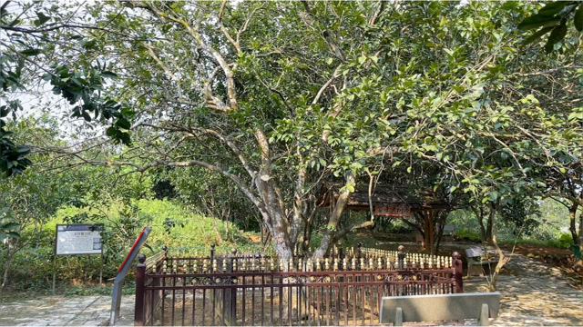 百年化橘红老树,要这样保护,牛不牛你说了算