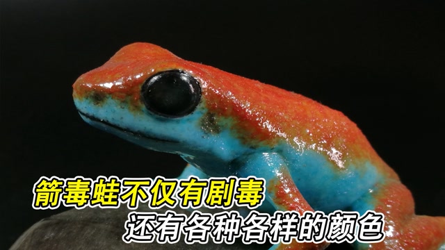 有毒的青蛙,箭毒蛙不仅有剧毒,还有各种各样的颜色 《生命之色》