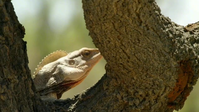 可爱伞蜥蜴奔跑吧