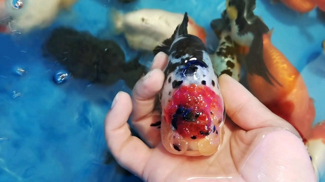 可爱的大头娃娃#观赏鱼 #兰寿金鱼 #兰寿 #养鱼日记 #鱼