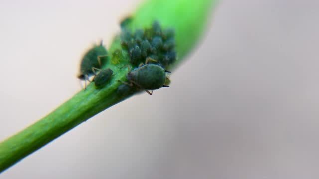 枸杞蚜虫危害视频