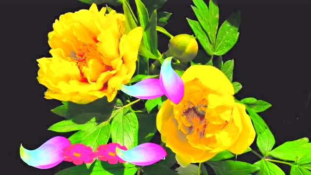 蒙语歌曲《水灵姑娘》—赵布和 通辽扎鲁特旗