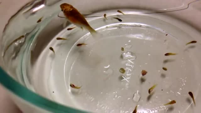 网友实拍家里的观赏鱼生宝宝,观察小鱼出生过程,平时真没见过