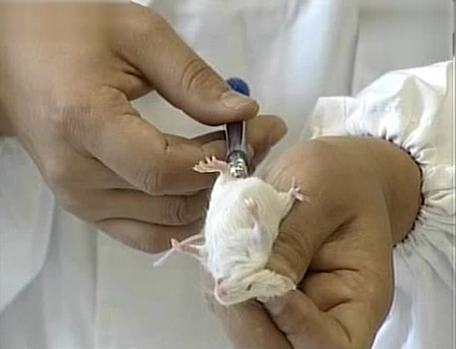 小鼠腹腔注射技术