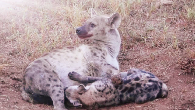 母鬣狗哺乳小鬣狗,温暖的画面,小鬣狗乐的不停的撒娇