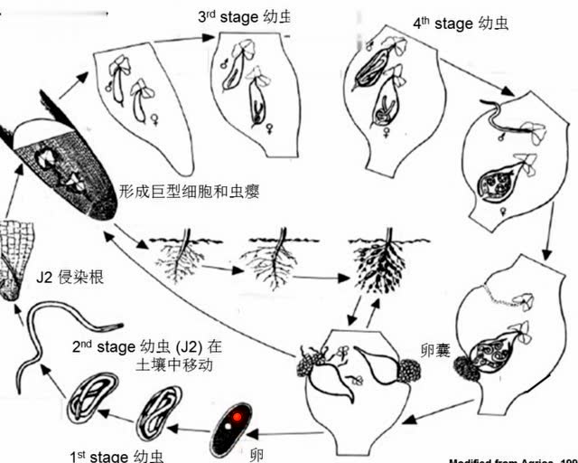 赵占周新农堂植物病原线虫概述