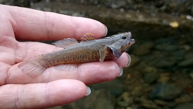 钓鱼:清清浅浅的小溪,好多这种小鱼游来游去