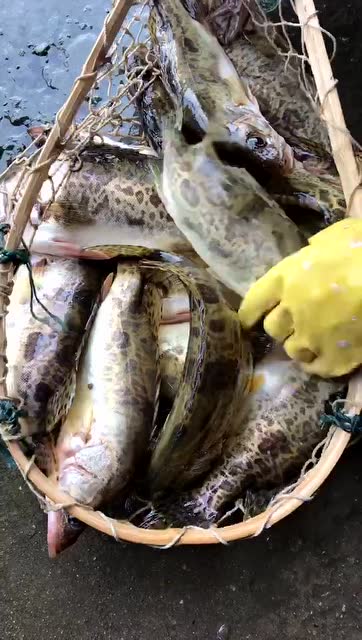 花亭湖野生大眼桂鱼