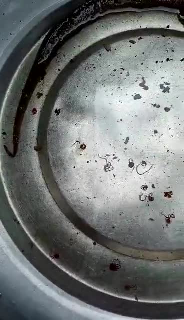 一盆水里的寄生虫