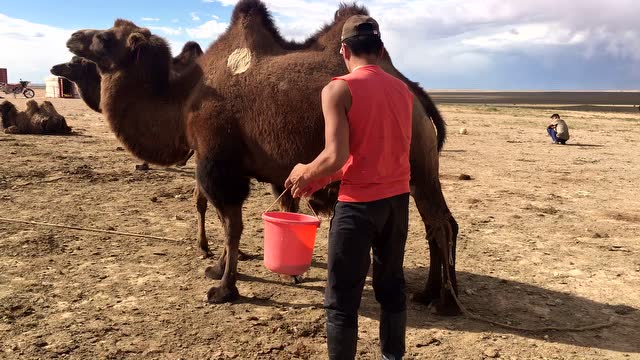 蒙古,挤骆驼奶