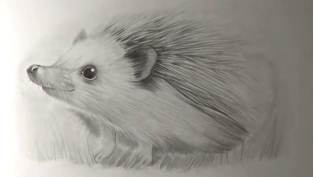 绘画大师用铅笔画了一只刺猬,每一根毛发都清晰可见,佩服